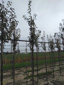 Pyrus c. 'Charneux' = (Légipont) 6-8 Hoogstam wortelgoed - afbeelding 2