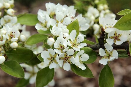 Pyrus c. 'Conference' (middel) 8-10 Hoogstam wortelgoed - afbeelding 2