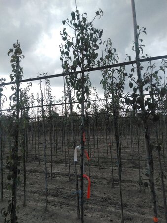 Pyrus c. 'Comtesse de Paris' 6-8 Hoogstam wortelgoed - afbeelding 1