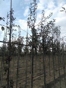 Pyrus c. 'Durondeau' 10-12 Hoogstam wortelgoed - afbeelding 2