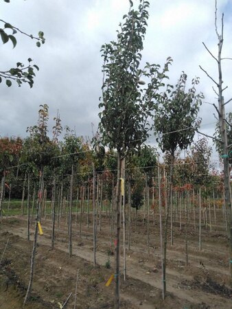 Pyrus c. 'Durondeau' 10-12 Hoogstam wortelgoed - afbeelding 4
