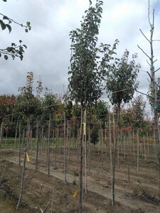Pyrus c. 'Durondeau' 10-12 Hoogstam wortelgoed - afbeelding 4