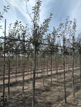 Pyrus c. 'Durondeau' 10-12 Hoogstam wortelgoed - afbeelding 3