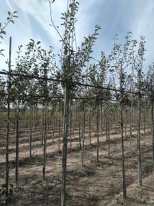 Pyrus c. 'Durondeau' 10-12 Hoogstam wortelgoed - afbeelding 3
