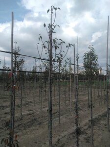 Pyrus c. Gute Graue 6-8 Hoogstam wortelgoed - afbeelding 3