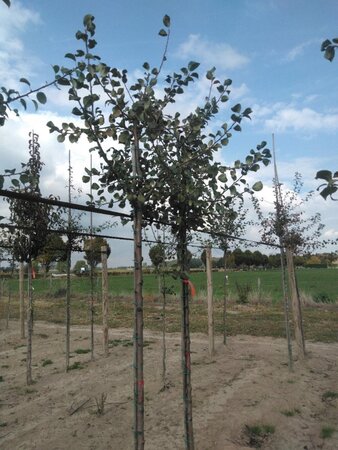 Pyrus c. 'Saint Rémy' 10-12 Hoogstam wortelgoed