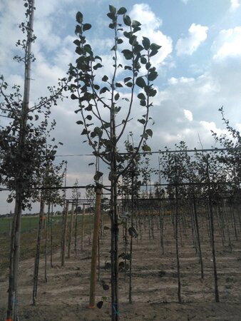Pyrus c. 'Saint Rémy' 6-8 Hoogstam wortelgoed - afbeelding 1