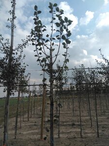Pyrus c. 'Saint Rémy' 6-8 Hoogstam wortelgoed - afbeelding 1