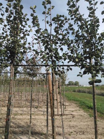 Pyrus c. 'Saint Rémy' 6-8 Hoogstam wortelgoed - afbeelding 2
