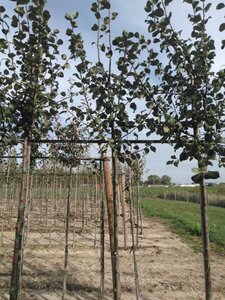 Pyrus c. 'Saint Rémy' 6-8 Hoogstam wortelgoed - afbeelding 2