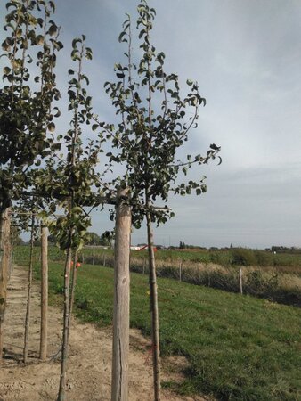 Pyrus c. 'Beurré Hardy' = Gellerts Butterbirne 10-12 Hoogstam wortelgoed - afbeelding 2