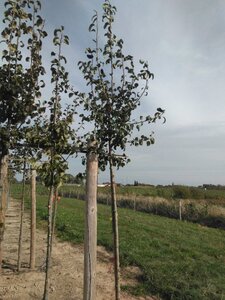 Pyrus c. 'Beurré Hardy' = Gellerts Butterbirne 10-12 Hoogstam wortelgoed - afbeelding 2