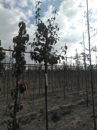 Pyrus c. 'Beurré Hardy' = Gellerts Butterbirne 6-8 Hoogstam wortelgoed - afbeelding 2