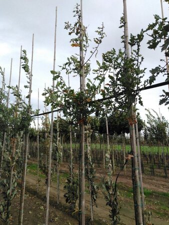 Quercus robur 8-10 Hoogstam wortelgoed - afbeelding 3