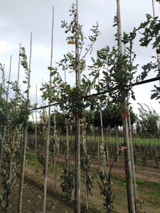 Quercus robur 8-10 Hoogstam wortelgoed - afbeelding 3