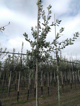 Quercus robur 8-10 Hoogstam wortelgoed - afbeelding 1