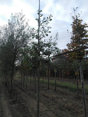 Quercus robur 8-10 Hoogstam wortelgoed - afbeelding 2
