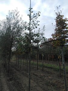 Quercus robur 8-10 Hoogstam wortelgoed - afbeelding 2