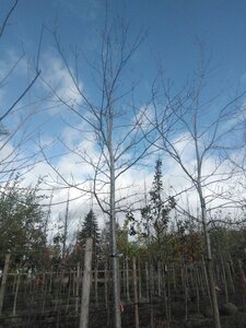 Quercus rubra 25-30 Hoogstam draadkluit 3 X verplant
