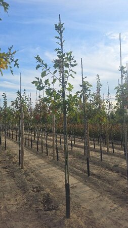 Quercus rubra 8-10 Hoogstam wortelgoed - afbeelding 1