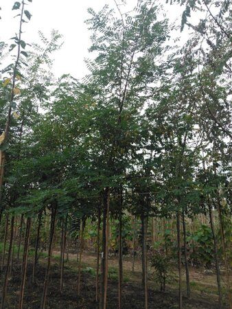 Robinia pseudoacacia 12-14 Hoogstam wortelgoed 2 X verplant - afbeelding 5