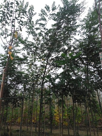 Robinia pseudoacacia 14-16 Hoogstam wortelgoed 2 X verplant - afbeelding 6