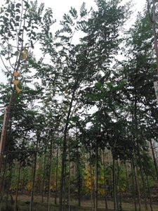 Robinia pseudoacacia 14-16 Hoogstam wortelgoed 2 X verplant - afbeelding 6