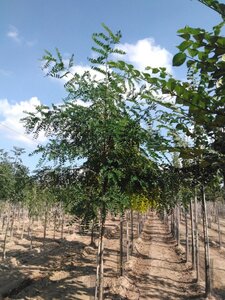 Robinia pseudoacacia 14-16 Hoogstam wortelgoed 2 X verplant - afbeelding 5