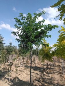 Robinia pseudoacacia 16-18 STA WRB 3 X V - image 5