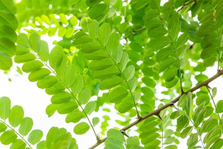 Robinia pseudoacacia 16-18 STA WRB 3 X V - image 3