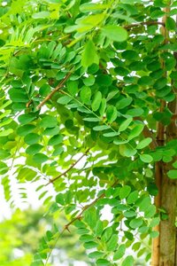 Robinia pseudoacacia 16-18 STA WRB 3 X V - image 4