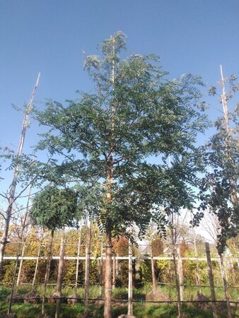 Robinia pseudoacacia 20-25 Hoogstam draadkluit 3 X verplant - afbeelding 6