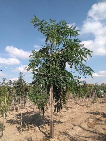 Robinia pseudoacacia 20-25 Hoogstam draadkluit 3 X verplant - afbeelding 5
