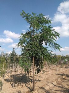 Robinia pseudoacacia 20-25 Hoogstam draadkluit 3 X verplant - afbeelding 5