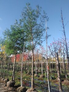Robinia pseudoacacia 25-30 STA WRB 3 X V - image 5