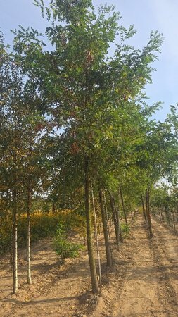 Robinia pseudoacacia 30-35 Hoogstam draadkluit 4 X verplant - afbeelding 5