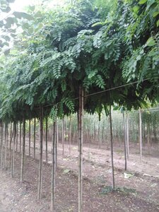 Robinia ps. 'Umbraculifera' 12-14 Hoogstam wortelgoed 2 X verplant