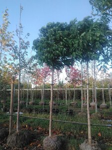 Robinia ps. 'Umbraculifera' 18-20 Hoogstam draadkluit 3 X verplant