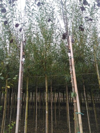 Salix alba 'Chermesina' 12-14 Hoogstam wortelgoed 2 X verplant - afbeelding 3