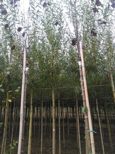 Salix alba 'Chermesina' 12-14 Hoogstam wortelgoed 2 X verplant - afbeelding 3