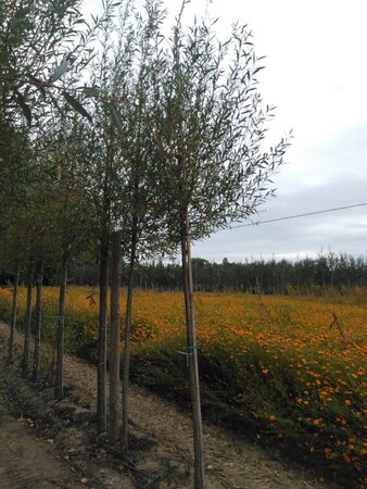 Salix alba 'Chermesina' 12-14 Hoogstam wortelgoed 2 X verplant - afbeelding 4