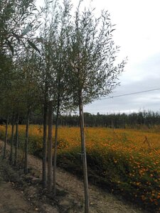 Salix alba 'Chermesina' 12-14 Hoogstam wortelgoed 2 X verplant - afbeelding 4