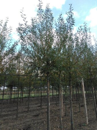 Salix alba 'Chermesina' 20-25 Hoogstam draadkluit 3 X verplant - afbeelding 4