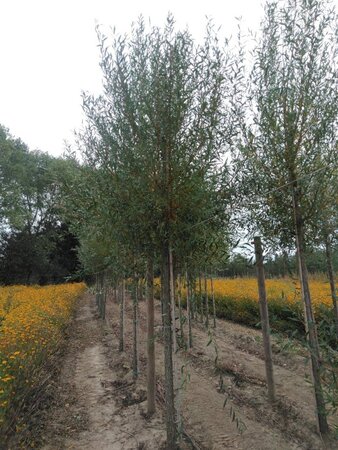 Salix alba 'Chermesina' 20-25 STA WRB 3 X V - image 2