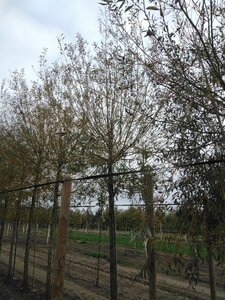 Salix alba 'Chermesina' 25-30 Hoogstam draadkluit 3 X verplant - afbeelding 2