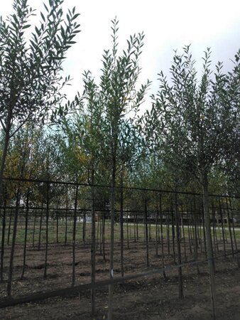 Salix alba 12-14 Hoogstam wortelgoed 2 X verplant - afbeelding 2