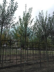 Salix alba 12-14 Hoogstam wortelgoed 2 X verplant - afbeelding 2