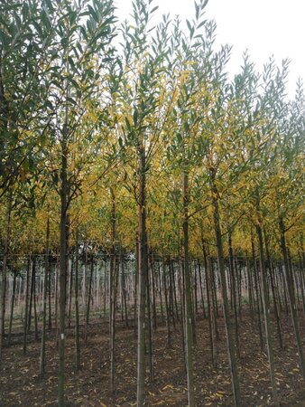 Salix alba 12-14 Hoogstam wortelgoed 2 X verplant - afbeelding 1