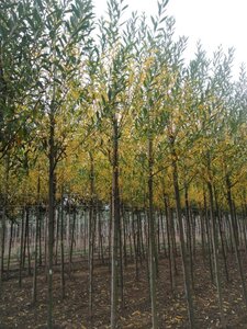Salix alba 12-14 Hoogstam wortelgoed 2 X verplant - afbeelding 1