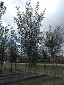Salix alba 14-16 Hoogstam draadkluit 2 X verplant - afbeelding 1